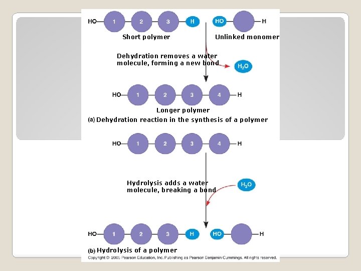 Short polymer Unlinked monomer Dehydration removes a water molecule, forming a new bond Longer