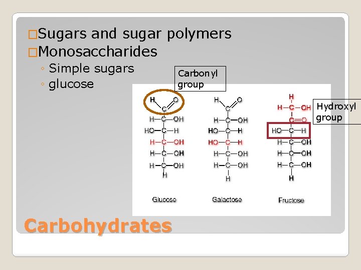 �Sugars and sugar polymers �Monosaccharides ◦ Simple sugars ◦ glucose Carbonyl group Hydroxyl group
