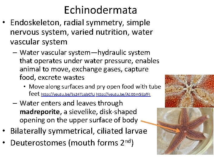 Echinodermata • Endoskeleton, radial symmetry, simple nervous system, varied nutrition, water vascular system –