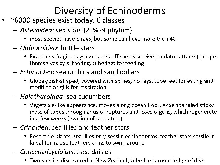 Diversity of Echinoderms • ~6000 species exist today, 6 classes – Asteroidea: sea stars
