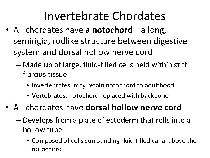Invertebrate Chordates • All chordates have a notochord—a long, semirigid, rodlike structure between digestive