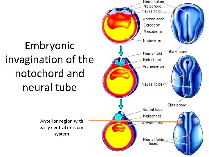 Embryonic invagination of the notochord and neural tube Anterior region with early central nervous