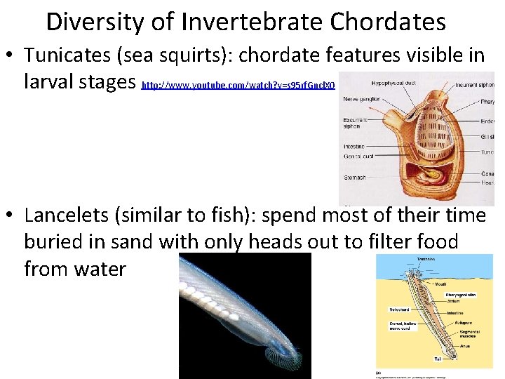 Diversity of Invertebrate Chordates • Tunicates (sea squirts): chordate features visible in larval stages