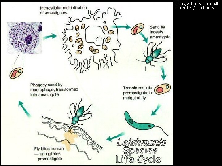 http: //web. indstate. edu/th cme/micro/parasitology 