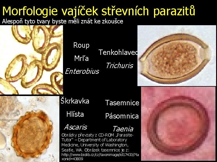 Morfologie vajíček střevních parazitů Alespoň tyto tvary byste měli znát ke zkoušce Roup Mrľa