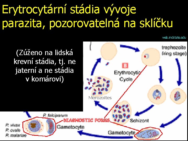 Erytrocytární stádia vývoje parazita, pozorovatelná na sklíčku web. indstate. edu (Zúženo na lidská krevní