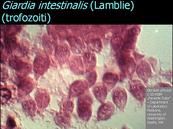 Giardia intestinalis (Lamblie) (trofozoiti) Obrázek převzat z CD-ROM „Parasite-Tutor“ – Department of Laboratory Medicine,