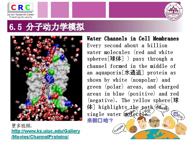 6. 5 分子动力学模拟 Water Channels in Cell Membranes Every second about a billion water