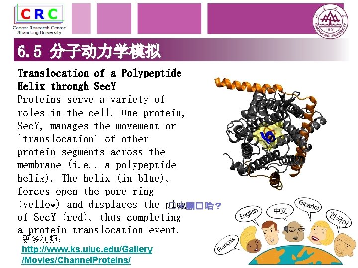 6. 5 分子动力学模拟 Translocation of a Polypeptide Helix through Sec. Y Proteins serve a