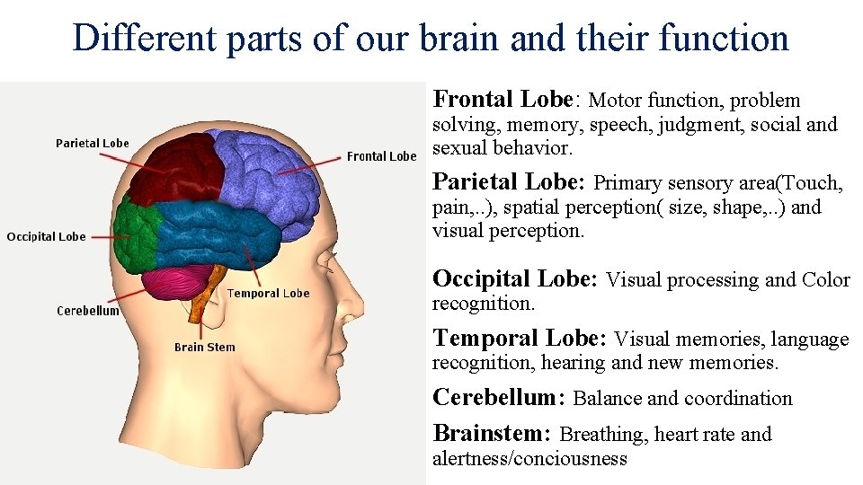 Different parts of our brain and their function Frontal Lobe: Motor function, problem solving,