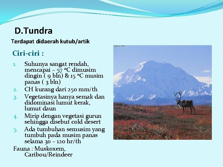 D. Tundra Terdapat didaerah kutub/artik Ciri-ciri : Suhunya sangat rendah, mencapai – 57 0