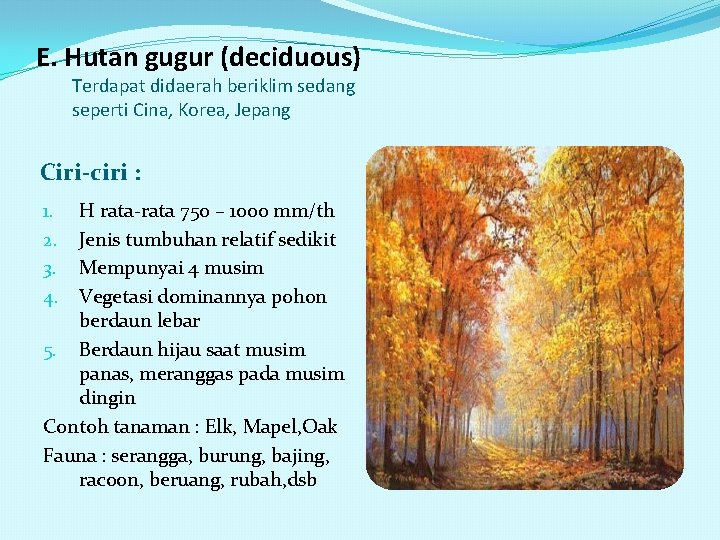 E. Hutan gugur (deciduous) Terdapat didaerah beriklim sedang seperti Cina, Korea, Jepang Ciri-ciri :