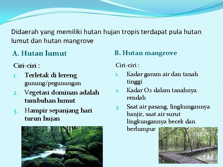 Didaerah yang memiliki hutan hujan tropis terdapat pula hutan lumut dan hutan mangrove A.