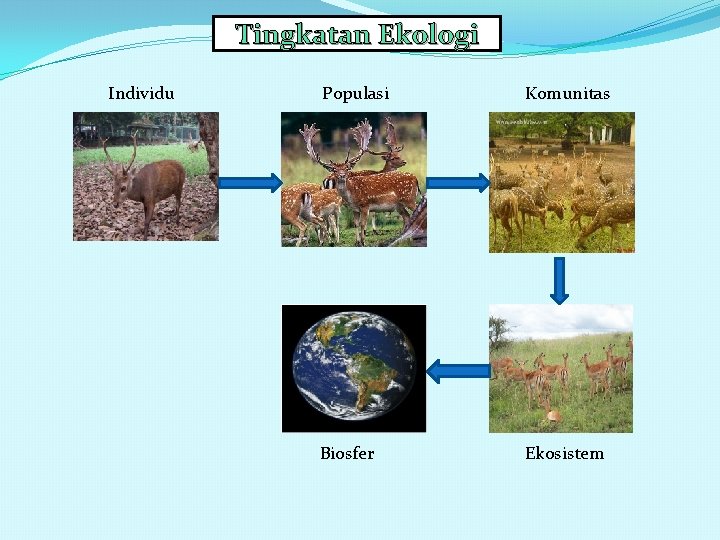 Tingkatan Ekologi Individu Populasi Komunitas Biosfer Ekosistem 