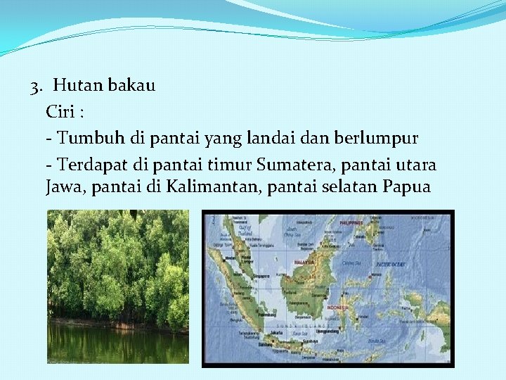 3. Hutan bakau Ciri : - Tumbuh di pantai yang landai dan berlumpur -