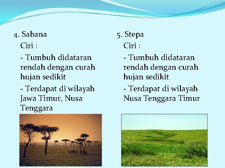 4. Sabana Ciri : - Tumbuh didataran rendah dengan curah hujan sedikit - Terdapat