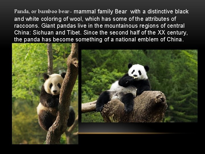 Panda, or bamboo bear- mammal family Bear with a distinctive black and white coloring
