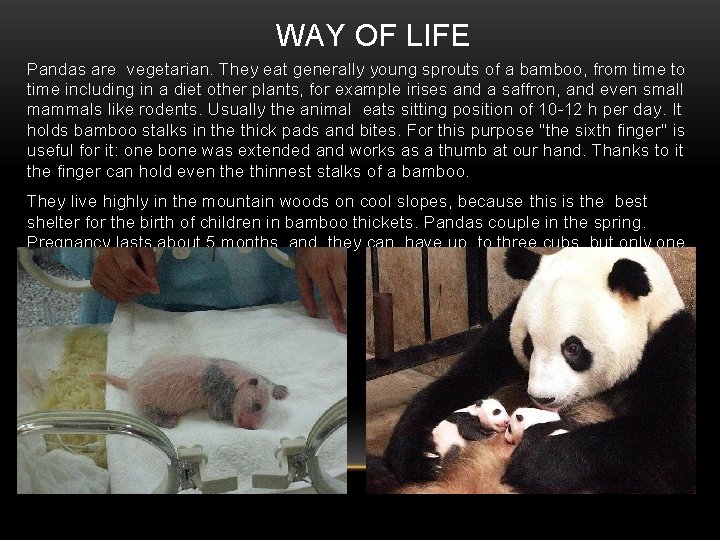 WAY OF LIFE Pandas are vegetarian. They eat generally young sprouts of a bamboo,