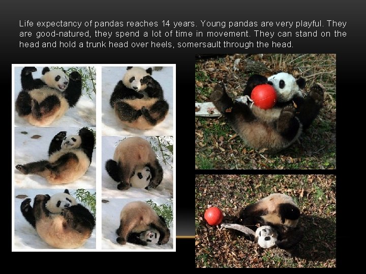 Life expectancy of pandas reaches 14 years. Young pandas are very playful. They are