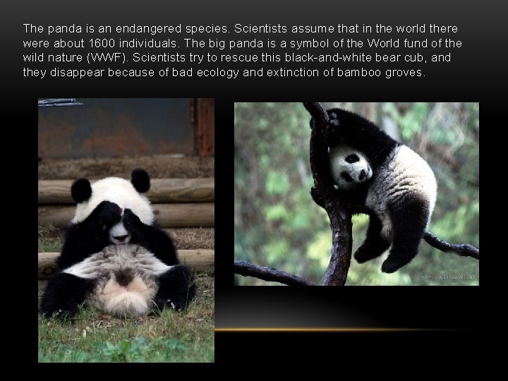 The panda is an endangered species. Scientists assume that in the world there were