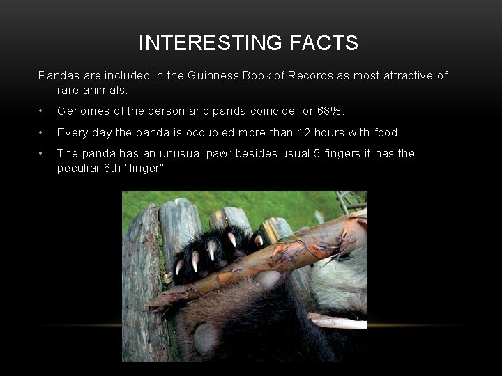 INTERESTING FACTS Pandas are included in the Guinness Book of Records as most attractive