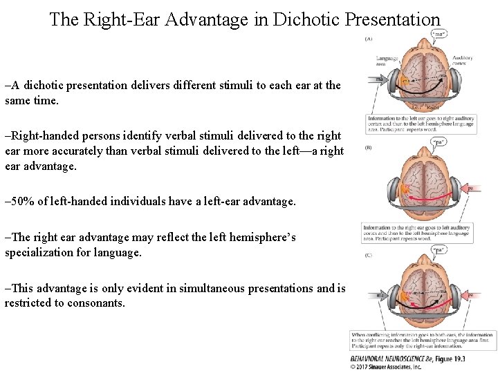 The Right-Ear Advantage in Dichotic Presentation –A dichotic presentation delivers different stimuli to each