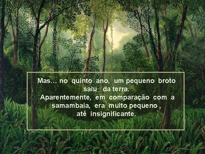 Mas… no quinto ano, um pequeno broto saiu da terra. Aparentemente, em comparação com