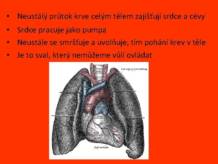  • Neustálý průtok krve celým tělem zajišťují srdce a cévy • Srdce pracuje