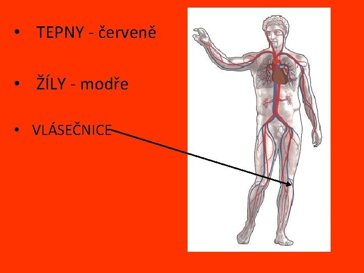  • TEPNY - červeně • ŽÍLY - modře • VLÁSEČNICE 