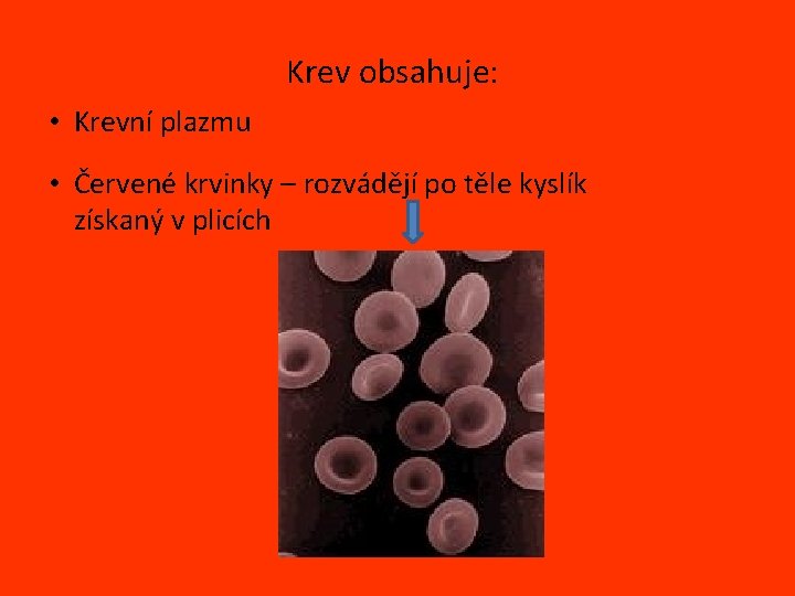 Krev obsahuje: • Krevní plazmu • Červené krvinky – rozvádějí po těle kyslík získaný