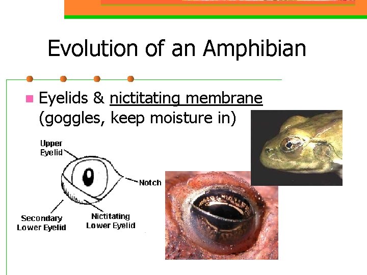 Evolution of an Amphibian n Eyelids & nictitating membrane (goggles, keep moisture in) 