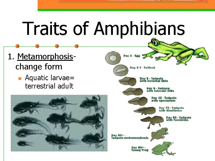 Traits of Amphibians 1. Metamorphosischange form n Aquatic larvae= terrestrial adult 