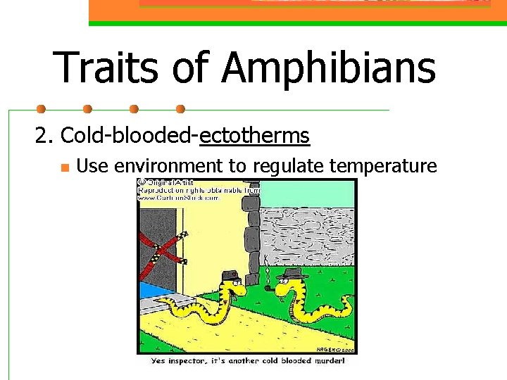 Traits of Amphibians 2. Cold-blooded-ectotherms n Use environment to regulate temperature 