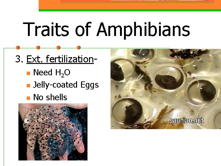 Traits of Amphibians 3. Ext. fertilizationn n n Need H 2 O Jelly-coated Eggs