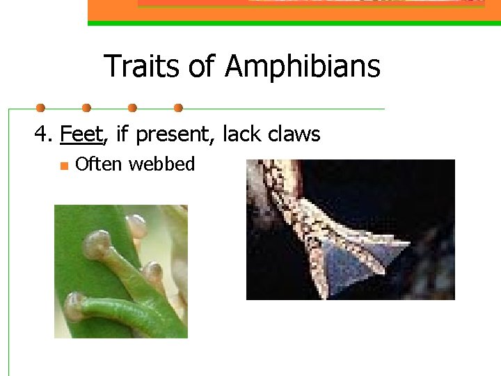Traits of Amphibians 4. Feet, if present, lack claws n Often webbed 