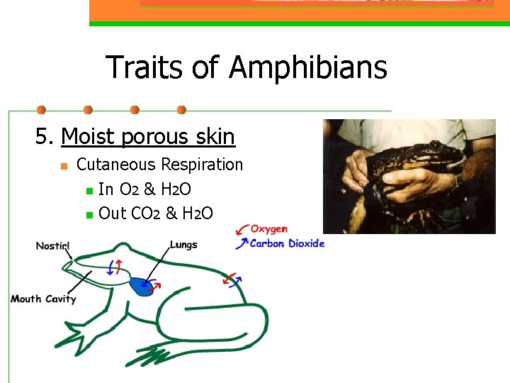 Traits of Amphibians 5. Moist porous skin n Cutaneous Respiration n In O 2