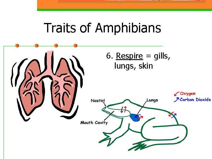 Traits of Amphibians 6. Respire = gills, lungs, skin 