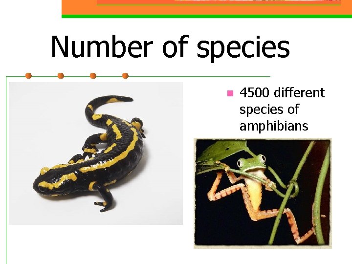 Number of species n 4500 different species of amphibians 