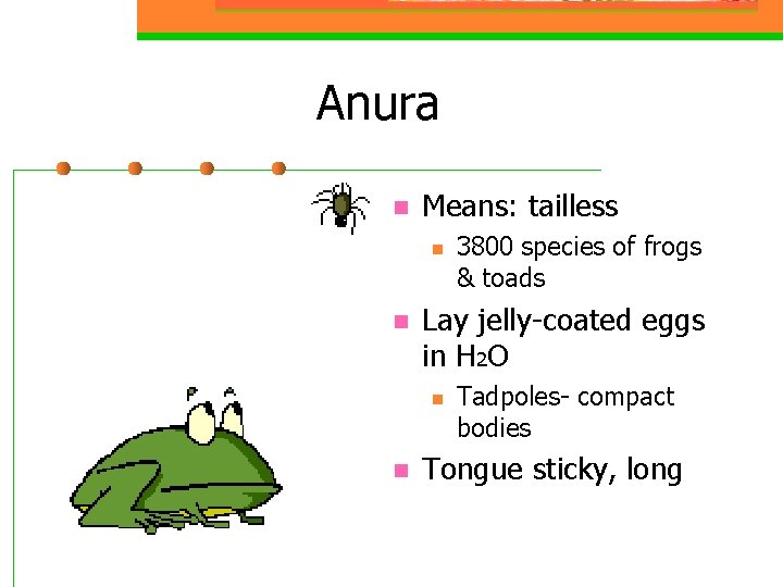 Anura n Means: tailless n n Lay jelly-coated eggs in H 2 O n