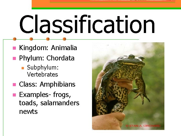 Classification n n Kingdom: Animalia Phylum: Chordata n n n Subphylum: Vertebrates Class: Amphibians