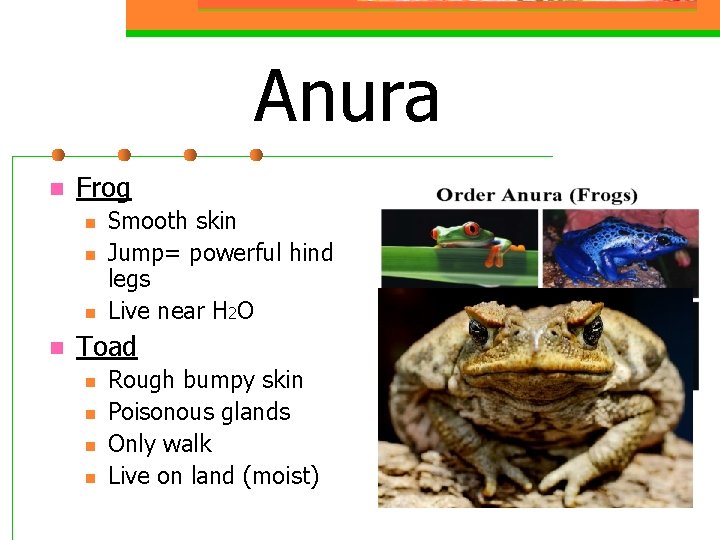 Anura n Frog n n Smooth skin Jump= powerful hind legs Live near H