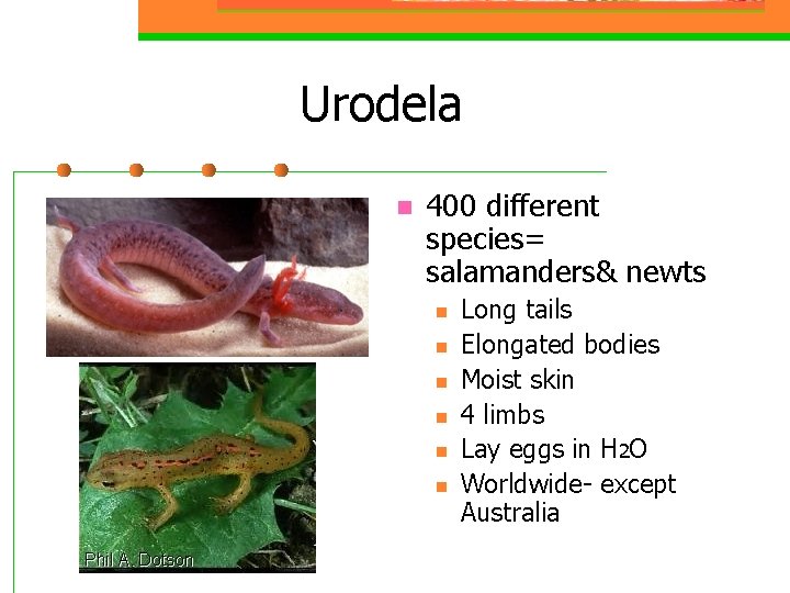 Urodela n 400 different species= salamanders& newts n n n Long tails Elongated bodies