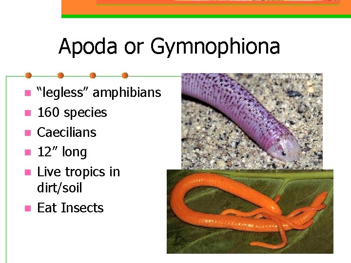 Apoda or Gymnophiona n n n “legless” amphibians 160 species Caecilians 12” long Live