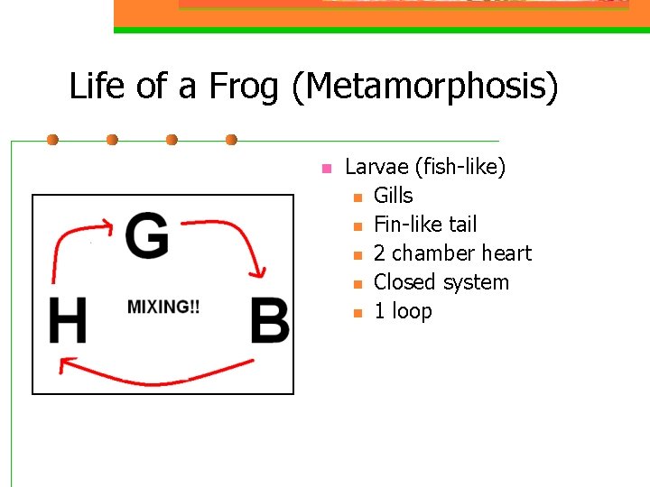 Life of a Frog (Metamorphosis) n Larvae (fish-like) n Gills n Fin-like tail n