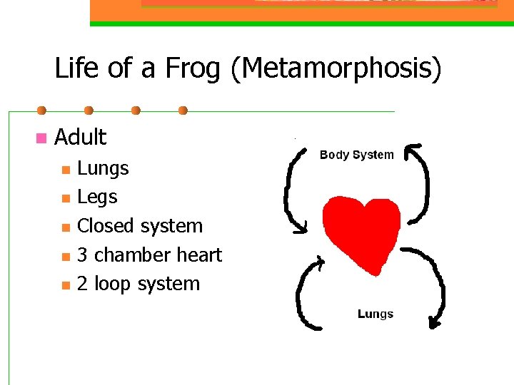Life of a Frog (Metamorphosis) n Adult n n n Lungs Legs Closed system
