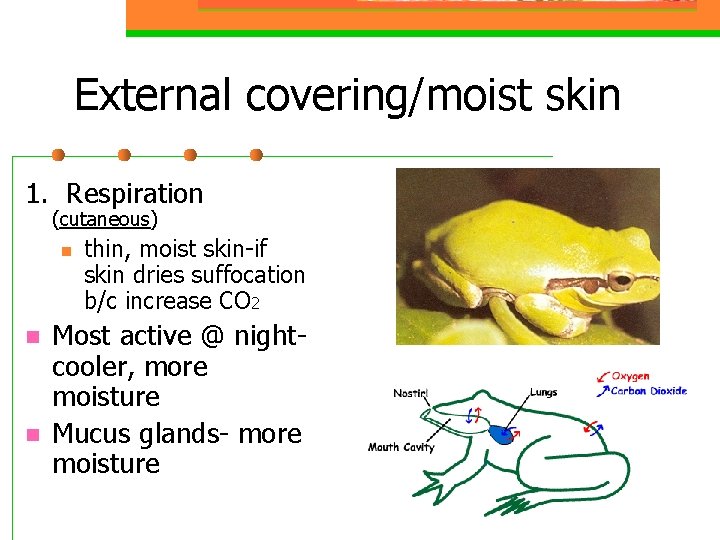 External covering/moist skin 1. Respiration (cutaneous) n n n thin, moist skin-if skin dries