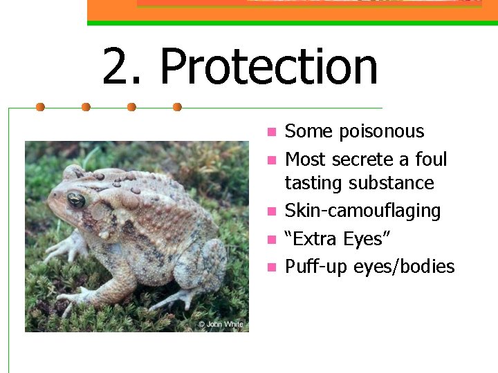 2. Protection n n Some poisonous Most secrete a foul tasting substance Skin-camouflaging “Extra