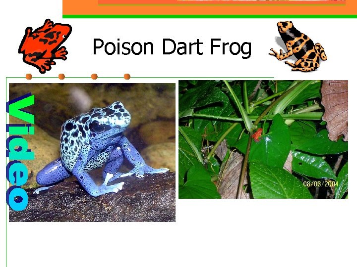 Poison Dart Frog 