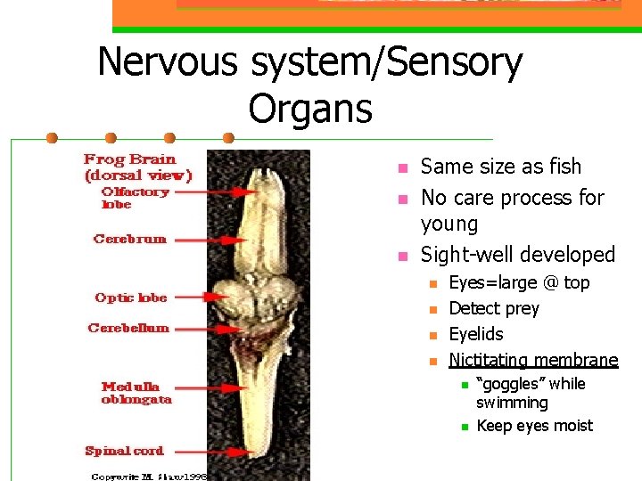 Nervous system/Sensory Organs n n n Same size as fish No care process for