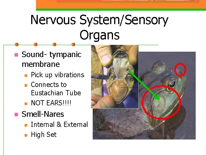 Nervous System/Sensory Organs n Sound- tympanic membrane n n Pick up vibrations Connects to